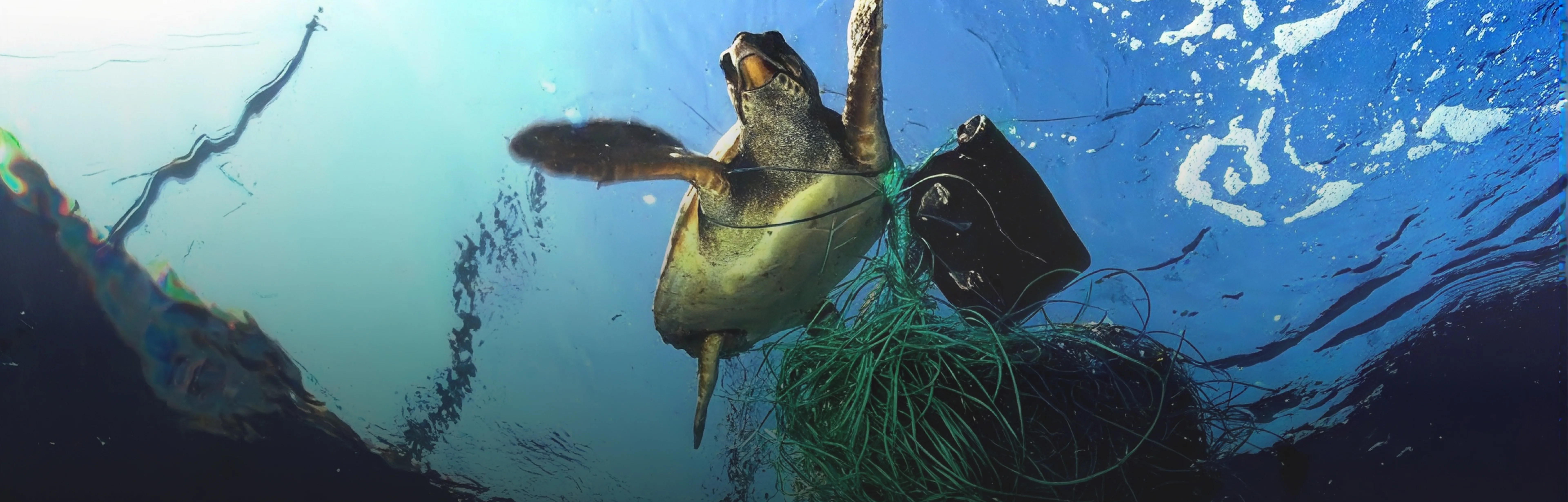 Sea turtle tangled in discarded fishing net underwater